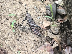 Dictyophorus griseus