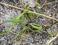 Conostylis misera