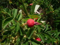 Rosa davurica