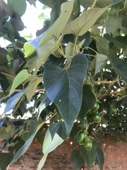 Gmelina