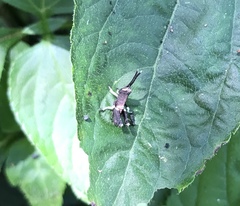 Ommatolampidinae