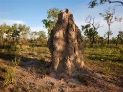 Nasutitermes triodiae