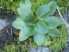 Micranthes eriophora