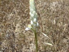 Ornithogalum conicum
