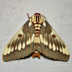 Citheronia splendens