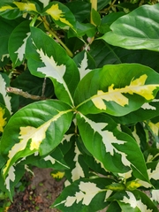 Graptophyllum pictum