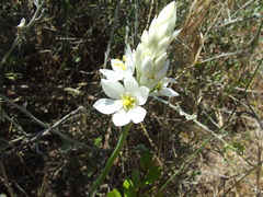 Ornithogalum conicum