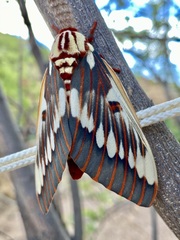 Citheronia splendens