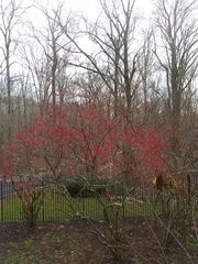 Ilex verticillata