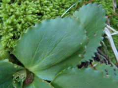 Micranthes eriophora