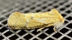 Acrolophus laticapitana