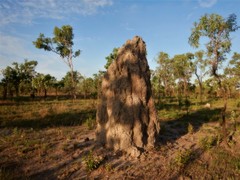 Nasutitermes triodiae