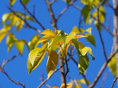 Crateva adansonii formosensis