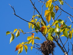 Crateva adansonii formosensis