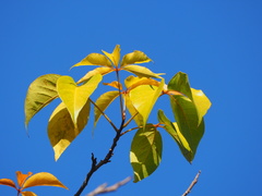 Crateva adansonii formosensis