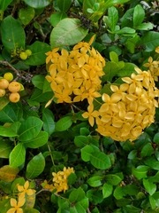 Ixora coccinea