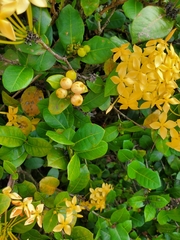 Ixora coccinea