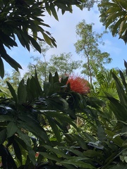 Combretum constrictum