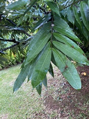 Combretum constrictum