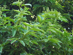 Cinnamomum kotoense
