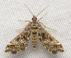 Diasemiopsis leodocusalis