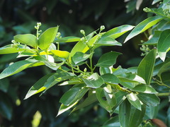 Cinnamomum kotoense