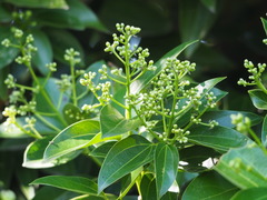 Cinnamomum kotoense