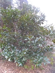 Magnolia grandiflora