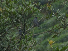 Hypsipetes ganeesa