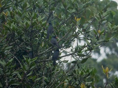 Hypsipetes ganeesa