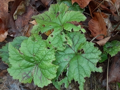 Tiarella stolonifera