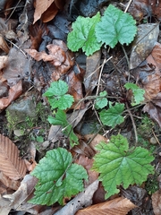 Tiarella stolonifera