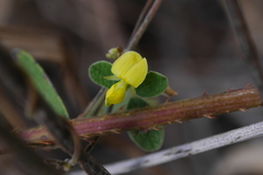 Cajanus scarabaeoides