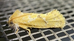 Acrolophus laticapitana