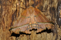 Phyllodonta