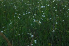 Anthericum ramosum