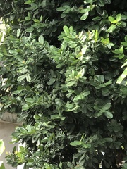 Pimenta racemosa