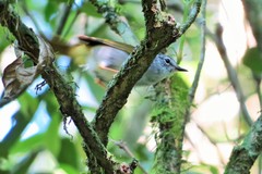 Myiothlypis leucoblephara