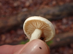 Pholiota lenta