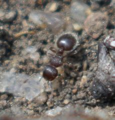 Meranoplus peringueyi