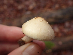 Pholiota lenta