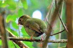 Chiroxiphia caudata