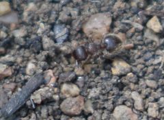 Meranoplus peringueyi