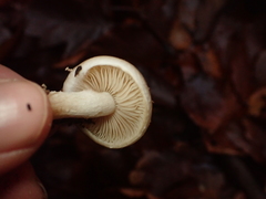 Pholiota lenta