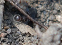 Meranoplus peringueyi