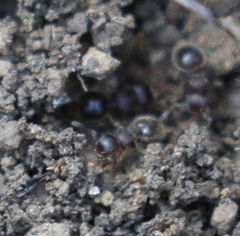 Meranoplus peringueyi