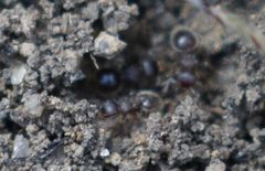 Meranoplus peringueyi