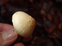 Pholiota lenta