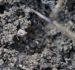 Meranoplus peringueyi