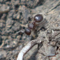 Meranoplus peringueyi